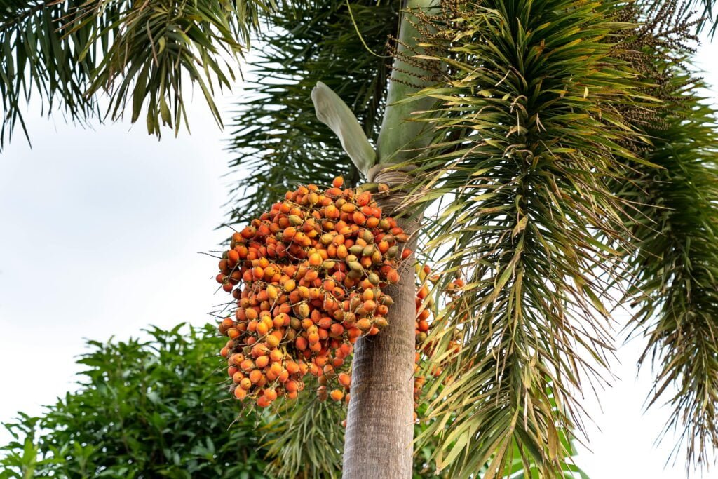Why Batana Oil? Discover the Rich History and Powerful Benefits of This Natural Hair Growth Remedy In the pursuit of healthy, beautiful hair, the best solutions often come from nature. Among the myriad natural oils and remedies, Batana oil stands out as a potent elixir for hair growth and restoration. Extracted from the nuts of the American oil palm (Elaeis oleifera), Batana oil has a rich history and a wealth of benefits that make it a must-have in your hair care routine. If you're curious about the origins and advantages of this oil, read on to discover why Batana oil should be your go-to for achieving luscious locks. A Brief History: The Tradition of Batana Oil Batana oil has been used for centuries by the indigenous Miskito people of Honduras, a group often referred to as the “Tawira” or “People of Beautiful Hair.” For generations, the Miskito have harnessed the power of Batana oil to maintain their thick, strong, and shiny hair. The oil is traditionally extracted through a labor-intensive process that involves roasting and grinding the nuts of the American oil palm, followed by boiling the paste to extract the oil. This traditional method ensures that the oil retains its natural nutrients and potency, making it a pure and effective hair treatment. The Powerful Benefits of Batana Oil 1. Stimulates Natural Hair Growth Batana oil is a 100% natural solution for those seeking to boost hair growth. Rich in essential fatty acids and nutrients, Batana oil nourishes the scalp, strengthens hair follicles, and stimulates new hair growth. Unlike synthetic hair products, Batana oil provides a chemical-free alternative that is safe and effective for all hair types. 2. Repairs and Restores Damaged Hair One of the standout benefits of Batana oil is its ability to repair and restore damaged hair. Whether your hair is suffering from dryness, split ends, or breakage, Batana oil penetrates deep into the hair shaft to repair damage from within. Regular use can help restore your hair’s natural strength, elasticity, and shine, giving you the healthy hair you’ve always wanted. 3. Restores Natural Hair Color Over time, hair can lose its natural color and vibrancy due to environmental factors and aging. Batana oil is known for its unique ability to restore natural hair color by penetrating deep into the hair shaft and repairing pigment cells. This makes it an excellent choice for those looking to bring back their hair’s youthful radiance. 4. Packed with Essential Nutrients Batana oil is a powerhouse of nutrients that are essential for hair health: Omega-3 and Omega-6 Fatty Acids: These essential fatty acids help to maintain a healthy scalp, reduce hair breakage, and enhance hair elasticity. Vitamin E: Known for its antioxidant properties, Vitamin E protects hair from environmental damage and improves scalp circulation, promoting healthier hair growth. Beta-Carotene: This antioxidant converts to Vitamin A in the body, helping to moisturize the scalp and produce natural oils that keep hair soft and shiny. 5. Eco-Friendly and Sustainably Sourced In today’s world, sustainability is a key consideration. Batana oil is ethically and sustainably sourced from the rainforests of Central America, supporting local communities and preserving traditional practices. By choosing Batana oil, you’re not only caring for your hair but also supporting eco-friendly practices. 6. Versatile for All Hair Types Batana oil is incredibly versatile and suitable for all hair types, from curly to straight. Its lightweight formula ensures that it nourishes without leaving a greasy residue, making it ideal for daily use. Whether you’re looking to hydrate dry hair, strengthen weak strands, or simply add shine, Batana oil can do it all. 7. A Natural Solution for Hair Loss Hair loss can be a distressing issue, but Batana oil offers a natural solution. Its rich nutrient profile works to strengthen hair follicles, reduce shedding, and encourage new hair growth. Over time, consistent use can lead to thicker, fuller hair. Conclusion: Why Batana Oil? The history and benefits of Batana oil make it a standout choice for anyone looking to enhance their hair care routine. From its roots in the traditions of the Miskito people to its modern-day applications, Batana oil has proven to be a natural powerhouse for hair growth and restoration. By incorporating Batana oil into your daily regimen, you can experience the transformation of your hair—stronger, shinier, and more vibrant than ever before. So, if you're searching for a natural, effective solution to hair care, Batana oil is the answer. Embrace the power of nature and unlock the secret to healthy, beautiful hair today.